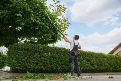 Gardener using a long-reach hedge trimmer to prune a tree above a manicured hedge.