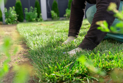 Close-up of a person in gardening gloves tending to a lush green lawn.