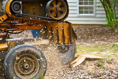 Yellow stump grinder machine grinding a tree stump, spraying wood chips.