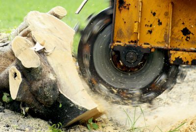 A yellow industrial circular saw cutting through a thick log with sawdust spraying.