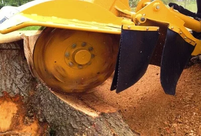 Yellow stump grinder machine grinding down a large tree stump.