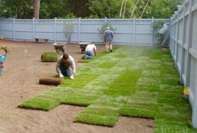 Three landscapers laying rolls of green sod in a fenced backyard.
