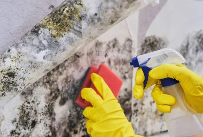 Hands in yellow gloves cleaning black mold from a wall using a spray bottle and red sponge.