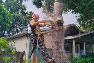 Arborist in safety gear using a chainsaw to cut a tree trunk, sawdust flying in front of a house.