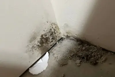 Black mold growth and water damage on white walls and a concrete floor in a room corner.