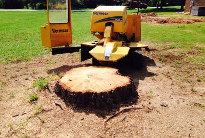 Yellow Vermeer stump grinder positioned behind a large tree stump on a lawn.