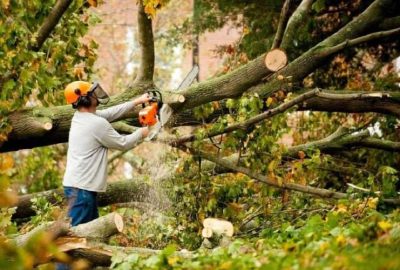 The-Art-of-Tree-Removal-Techniques-Tools-and-Tips-for-a-Safe-and-Efficient-Process