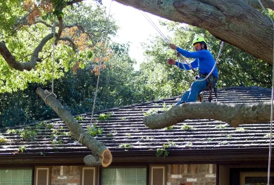 Tree-Removal-4