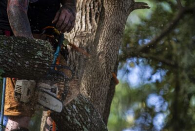 Arborist in climbing gear using a chainsaw to cut a large tree branch, with sawdust flying.