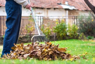 Person raking a pile of dry, brown autumn leaves on a green lawn.