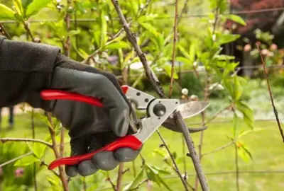 Close-up of a person wearing garden gloves using red-handled pruning shears to trim a thin branch in a garden.