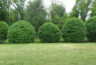 Five large, round, manicured green bushes in a row on a grassy lawn with trees in the background.