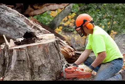 A worker in a neon yellow shirt and orange hard hat kneels beside a large tree stump with a chainsaw.