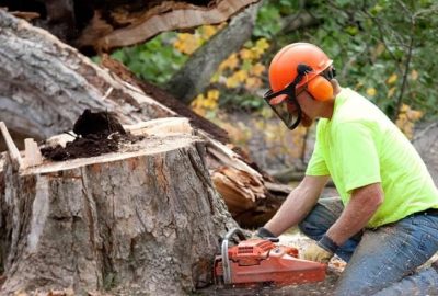 A worker cutting down a tree as part of a tree removal service, using specialized equipment.