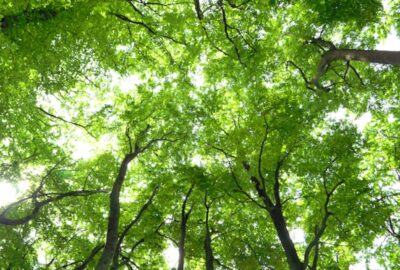 Low angle view looking up through lush green tree canopies toward a bright, sunlit sky.