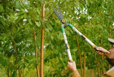 Person trimming green foliage with long-handled hedge shears.