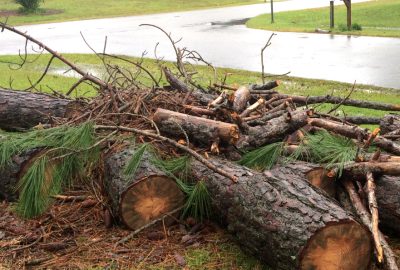 Cut pine logs and branches piled on grass near a wet road.