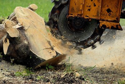 Stump grinder cutting into a tree stump, sending wood chips and sawdust flying.