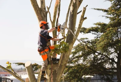 Arborist in orange safety gear using a chainsaw to prune a large tree branch.