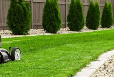 Lawnmower cutting a lush green lawn next to a row of conical evergreen shrubs and a wooden fence.