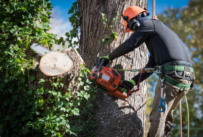 Arborist in safety gear using a chainsaw to prune a tree while secured by climbing ropes.