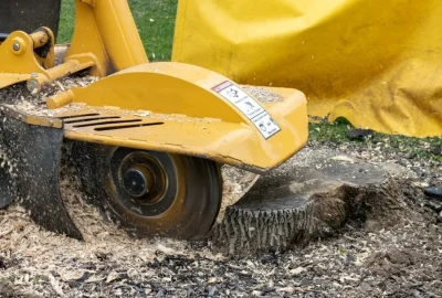 A yellow stump grinder machine cutting through a tree stump, creating wood chips and sawdust.