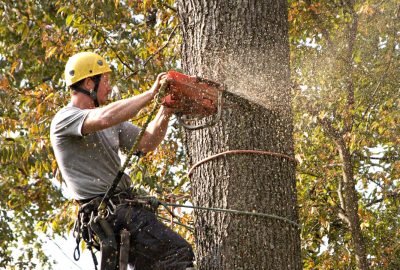 Arborist in safety gear using a chainsaw to cut a large tree trunk, sending wood chips flying.