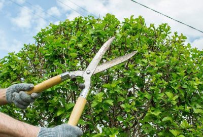 Gloved hands pruning a green hedge with large garden shears.