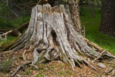 Large, weathered tree stump with textured grey wood and deep grooves in a green forest setting.