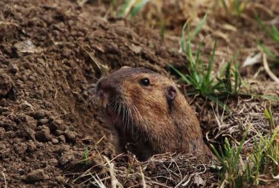 Brown gopher emerging from a dirt hole among sparse grass.