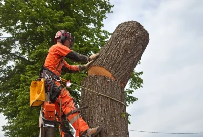 Arborist in orange safety gear cutting a large tree trunk while secured by a climbing harness.