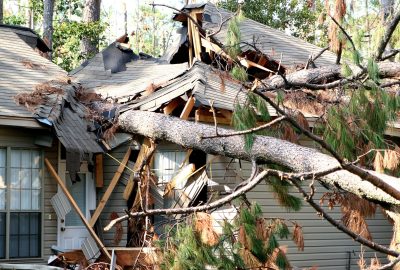 Fallen pine tree crushing the shingled roof and side of a grey house.