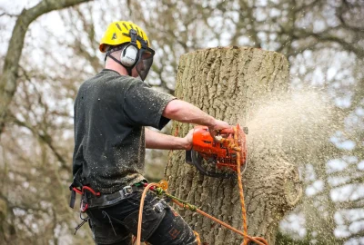 Arborist in safety gear using a chainsaw to cut a large tree trunk, with sawdust spraying into the air.