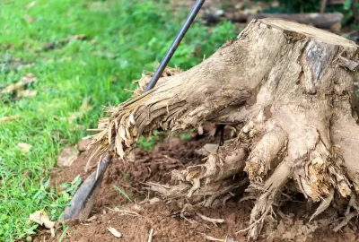 Shovel digging around the roots of a large tree stump in a grassy area.