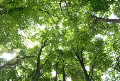 Looking up at a lush green forest canopy with sunlight filtering through the branches.
