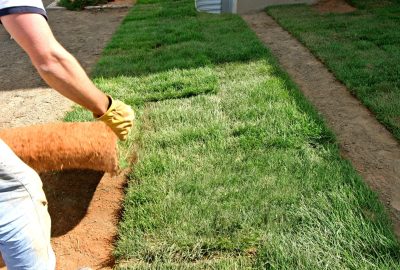 Person wearing yellow gloves unrolling a strip of green sod on a dirt patch.