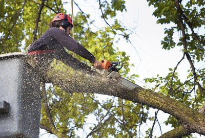 Arborist in safety gear using a chainsaw to cut a large tree branch from a bucket lift.