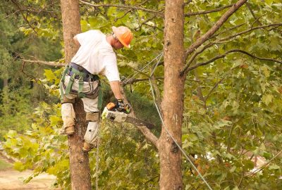 Arborist in an orange hard hat and safety harness cutting a tree branch with a chainsaw.