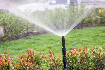 A black garden sprinkler sprays a wide arc of water over a green lawn and red-tipped plants.