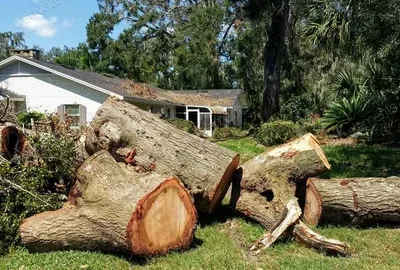 Large logs of a cut-down tree resting on a grassy lawn in front of a white house.