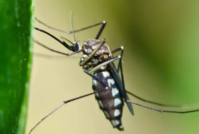 Close-up of a mosquito with white markings resting on a green leaf.