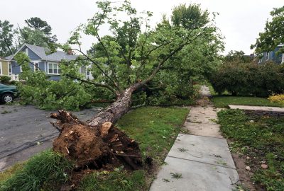 A large uprooted tree lies across a sidewalk and driveway in a residential neighborhood.
