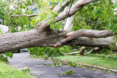 Large fallen tree blocking a driveway with downed power lines.