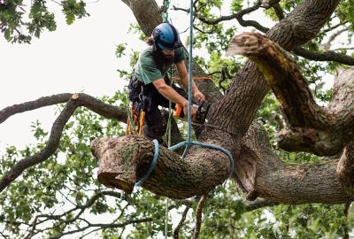 Arborist in safety gear using a chainsaw to cut a thick branch of a large tree.