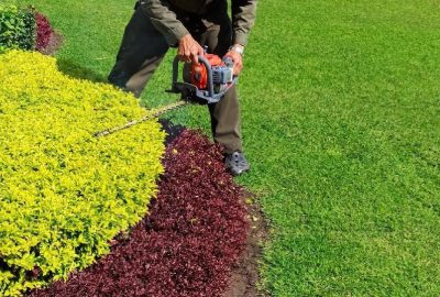 A person uses a small orange chainsaw to trim the edge of a bright yellow garden hedge.