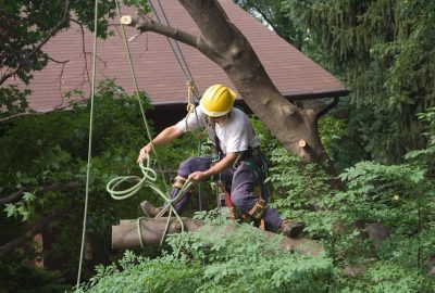 Arborist in a yellow hard hat and safety harness using ropes to work on a large tree.