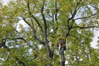 An arborist in safety gear climbs a tall, leafy tree against a cloudy sky.