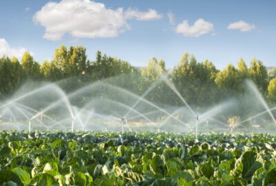 Agricultural field of leafy green crops being watered by multiple spray sprinklers under a blue sky.